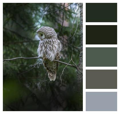 Ural Owl Bird Of Prey Woodland Image